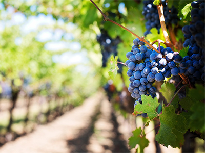 Winery-Refrigeration-Yarra-Valley